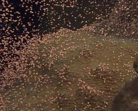 国家地理:大白鲨的长途冒险旅程